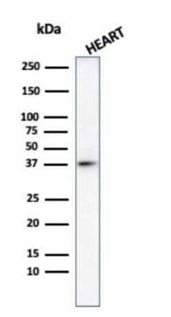 H1F0 Antibody - Azide and BSA Free, Novus Biologicals 100 &mu;g | Buy Online | Novus Biologicals | Fisher Scientific